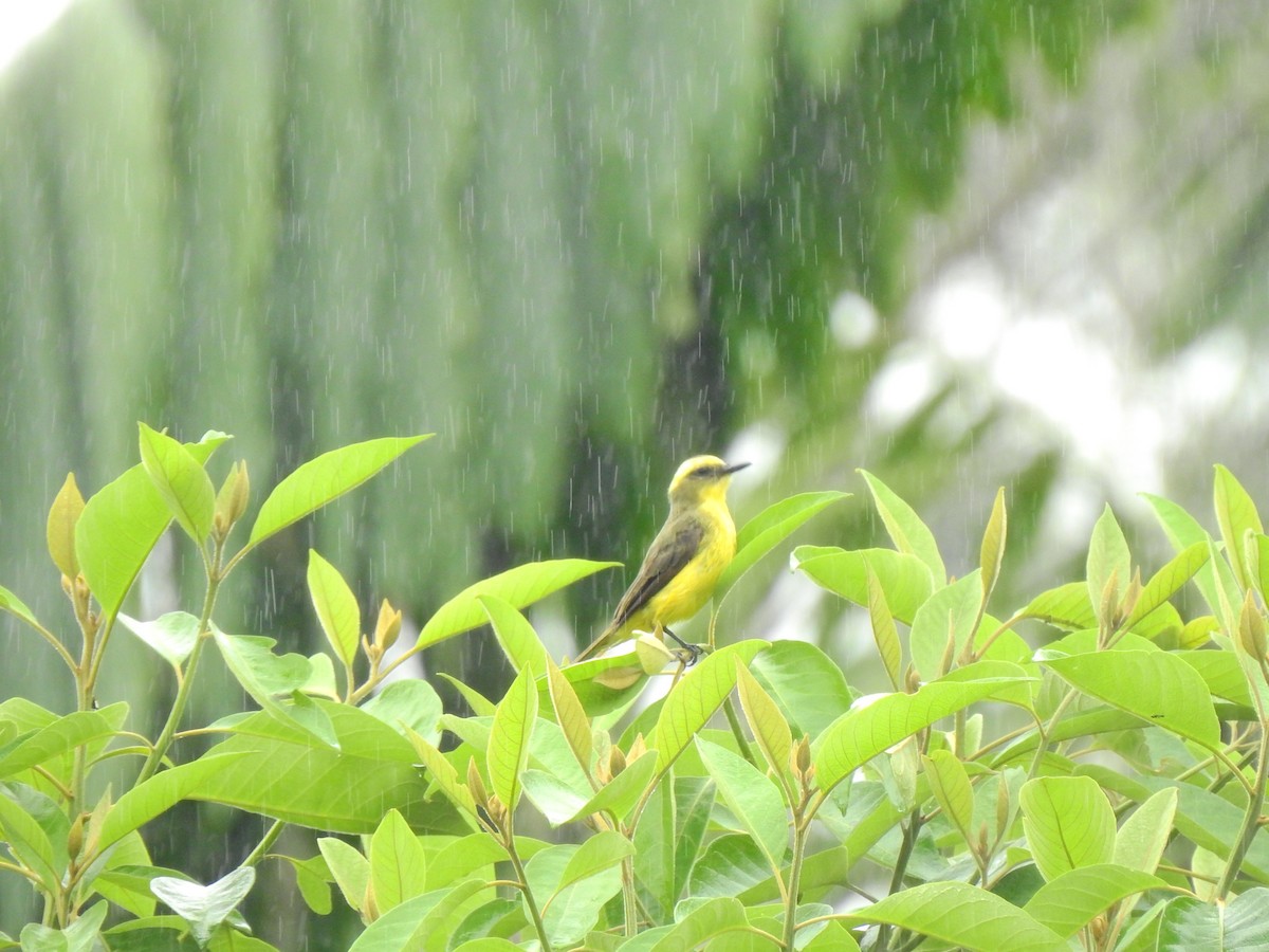 Lemon-browed Flycatcher - ML638967359