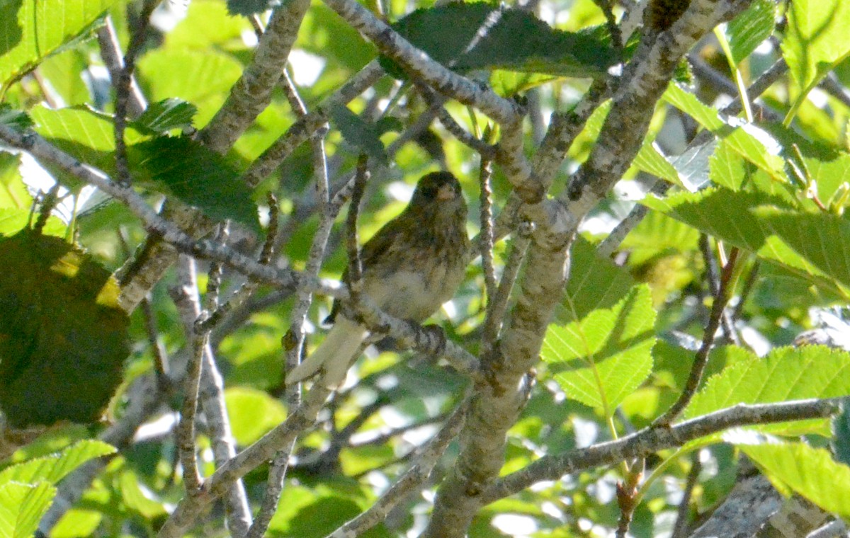 Dark-eyed Junco - ML638967361