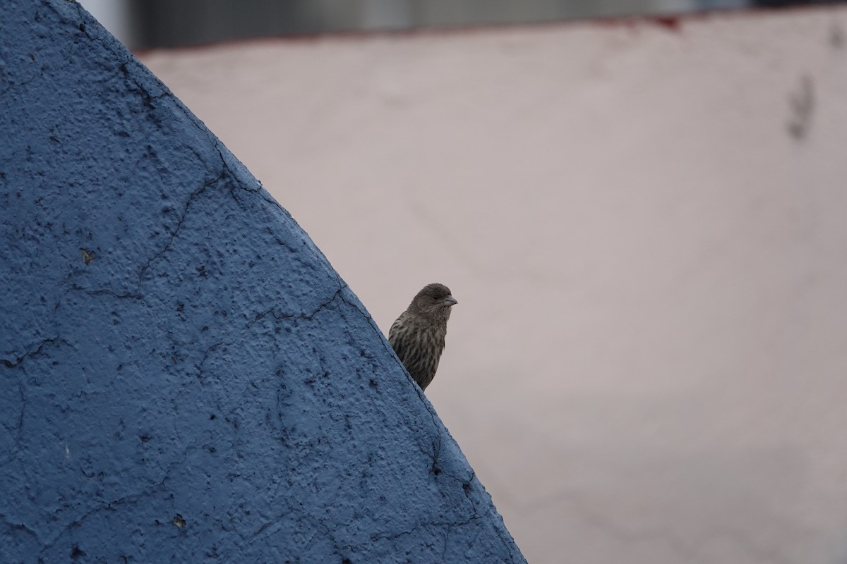 House Finch - ML638967366