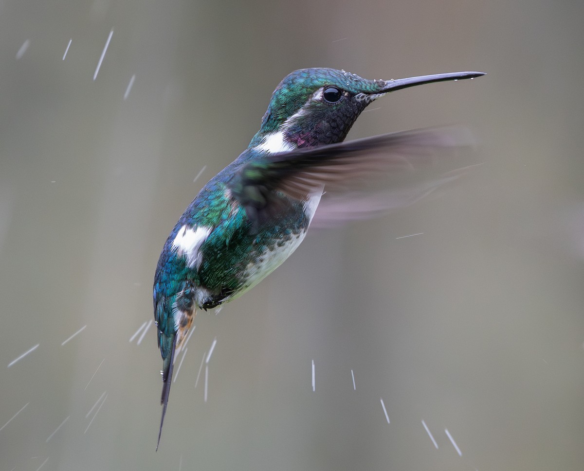 White-bellied Woodstar - ML638967368