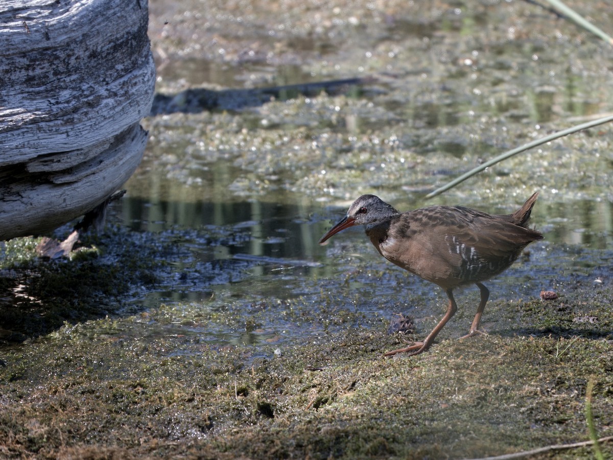 Virginia Rail - ML638967369