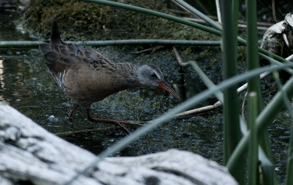 Virginia Rail - ML638967377