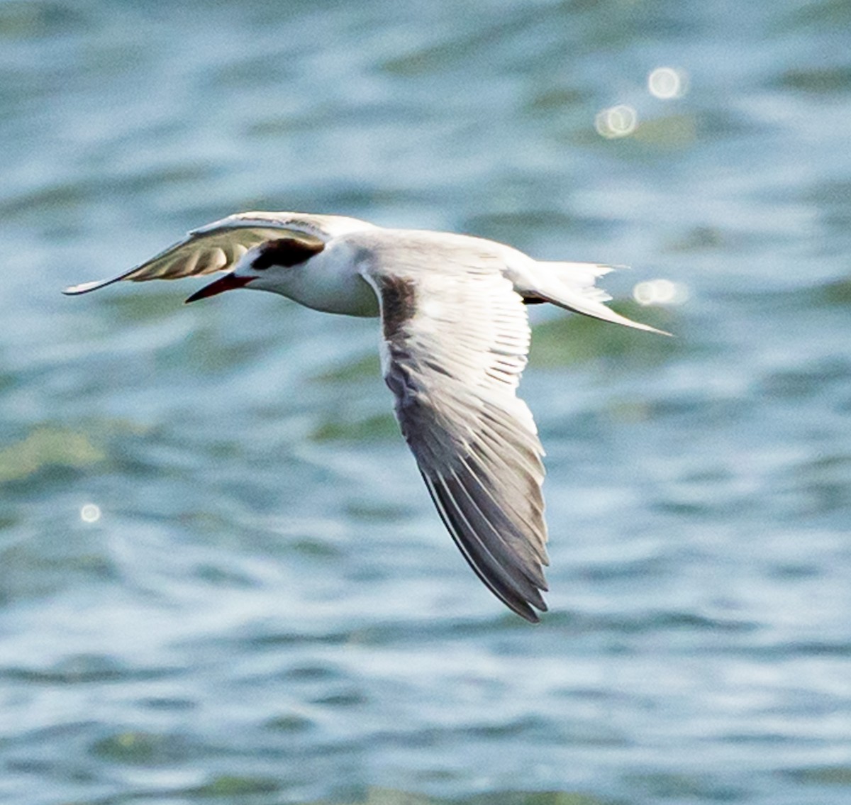 Common Tern - ML638967381