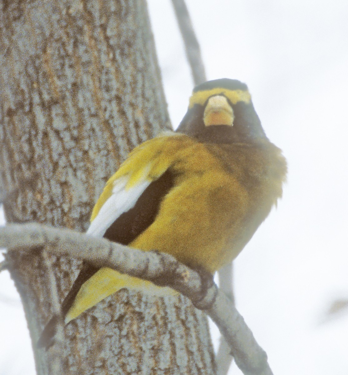 Evening Grosbeak - ML638967382