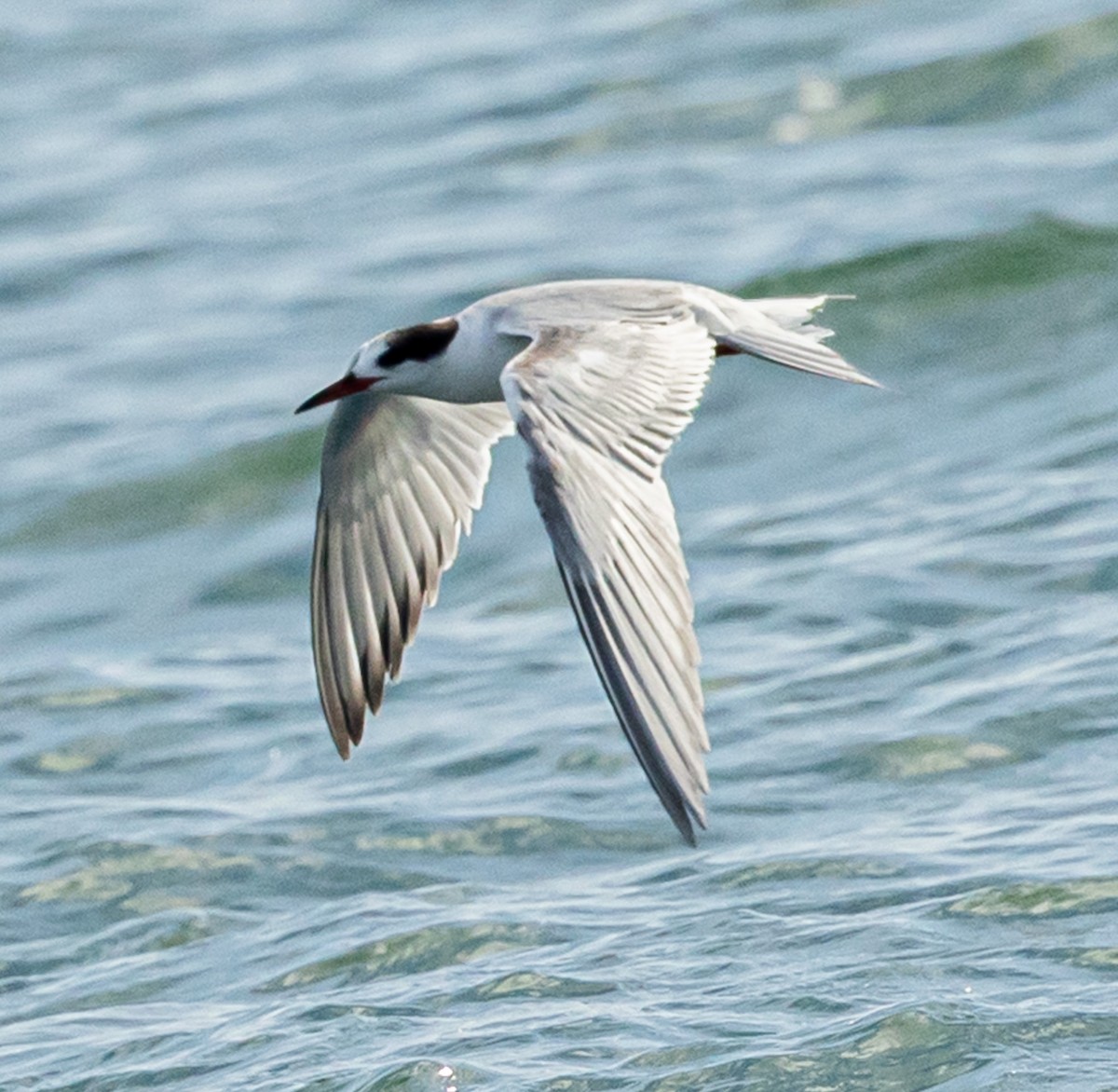 Common Tern - ML638967383