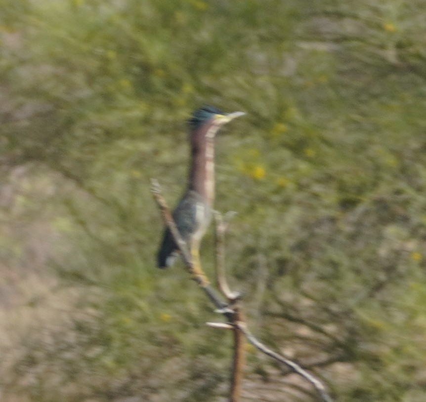 Green Heron - ML638967386