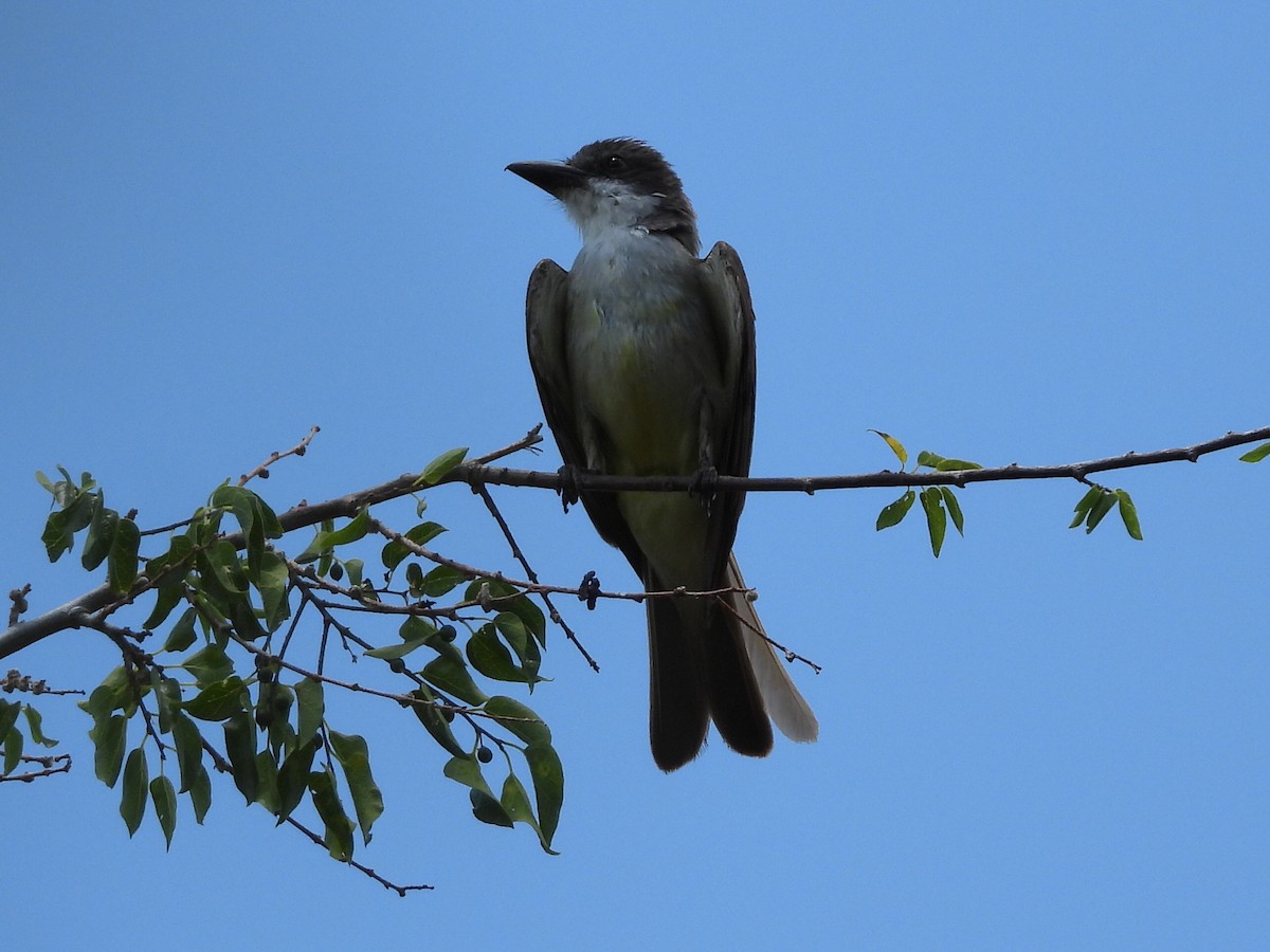 Thick-billed Kingbird - ML638967387