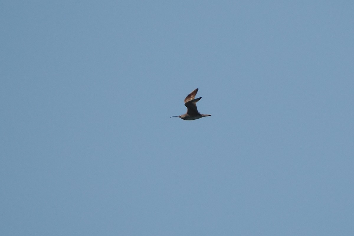 Whimbrel - ML638967388