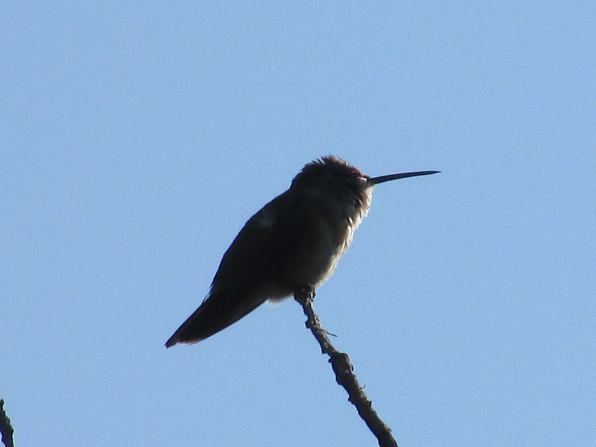 Broad-tailed Hummingbird - ML638967392
