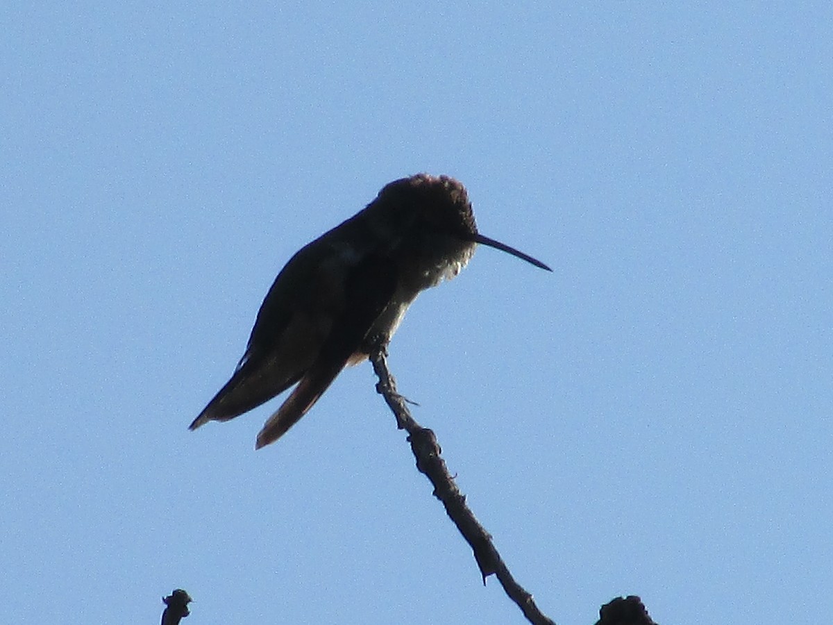 Broad-tailed Hummingbird - ML638967393