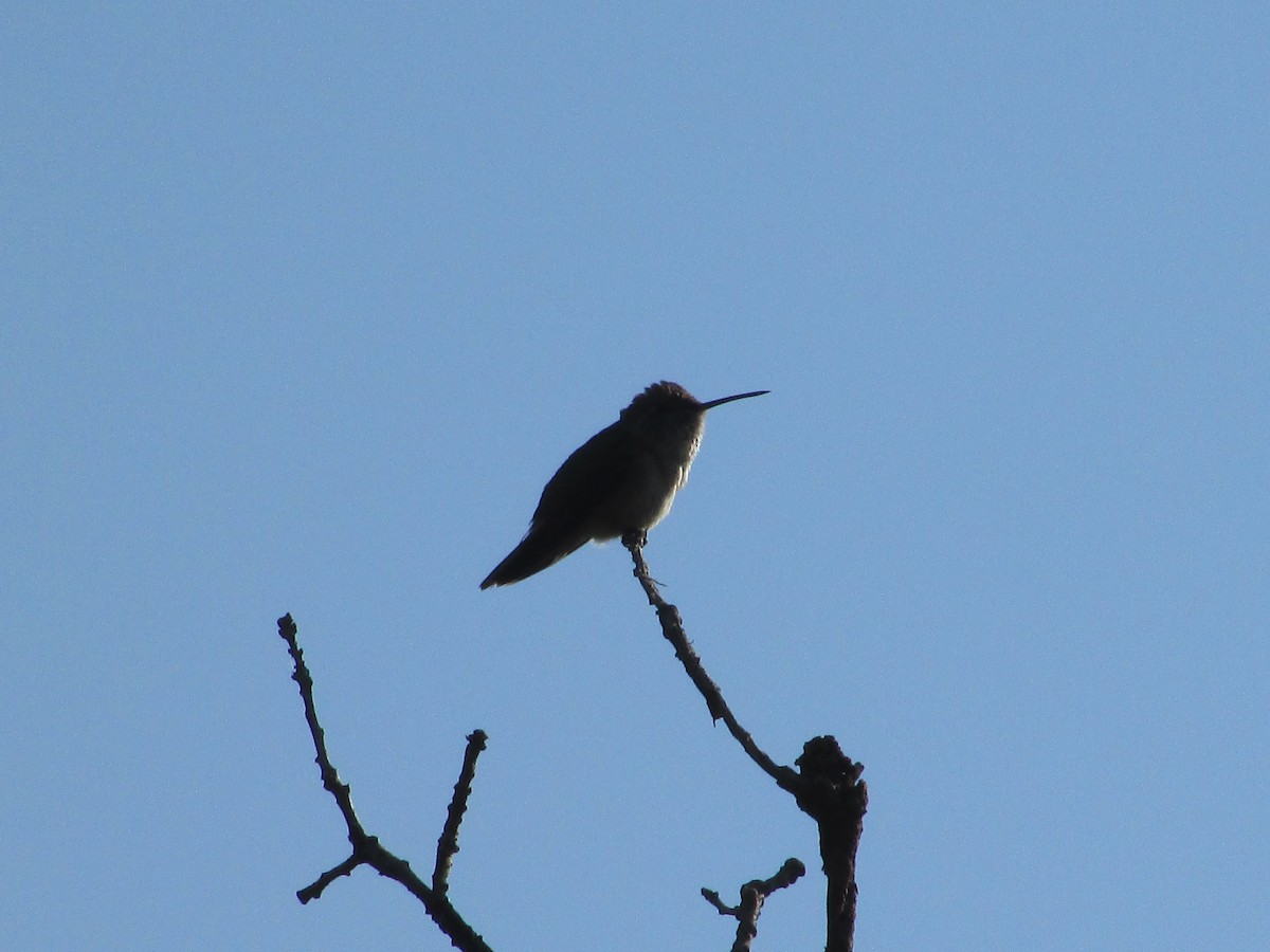 Broad-tailed Hummingbird - ML638967394