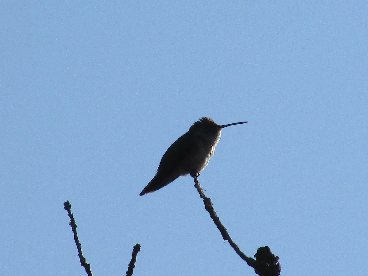 Broad-tailed Hummingbird - ML638967395