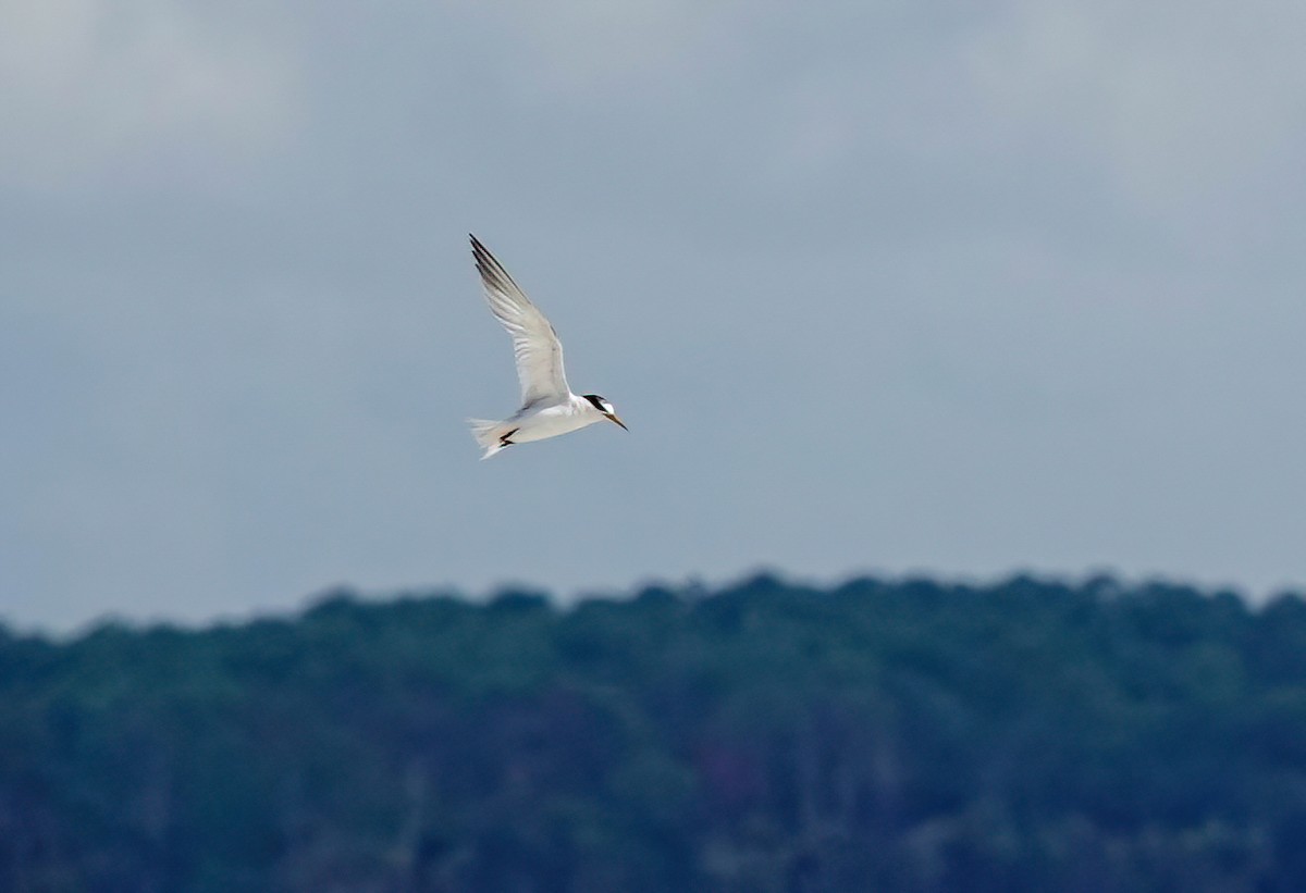 Least Tern - ML638967397