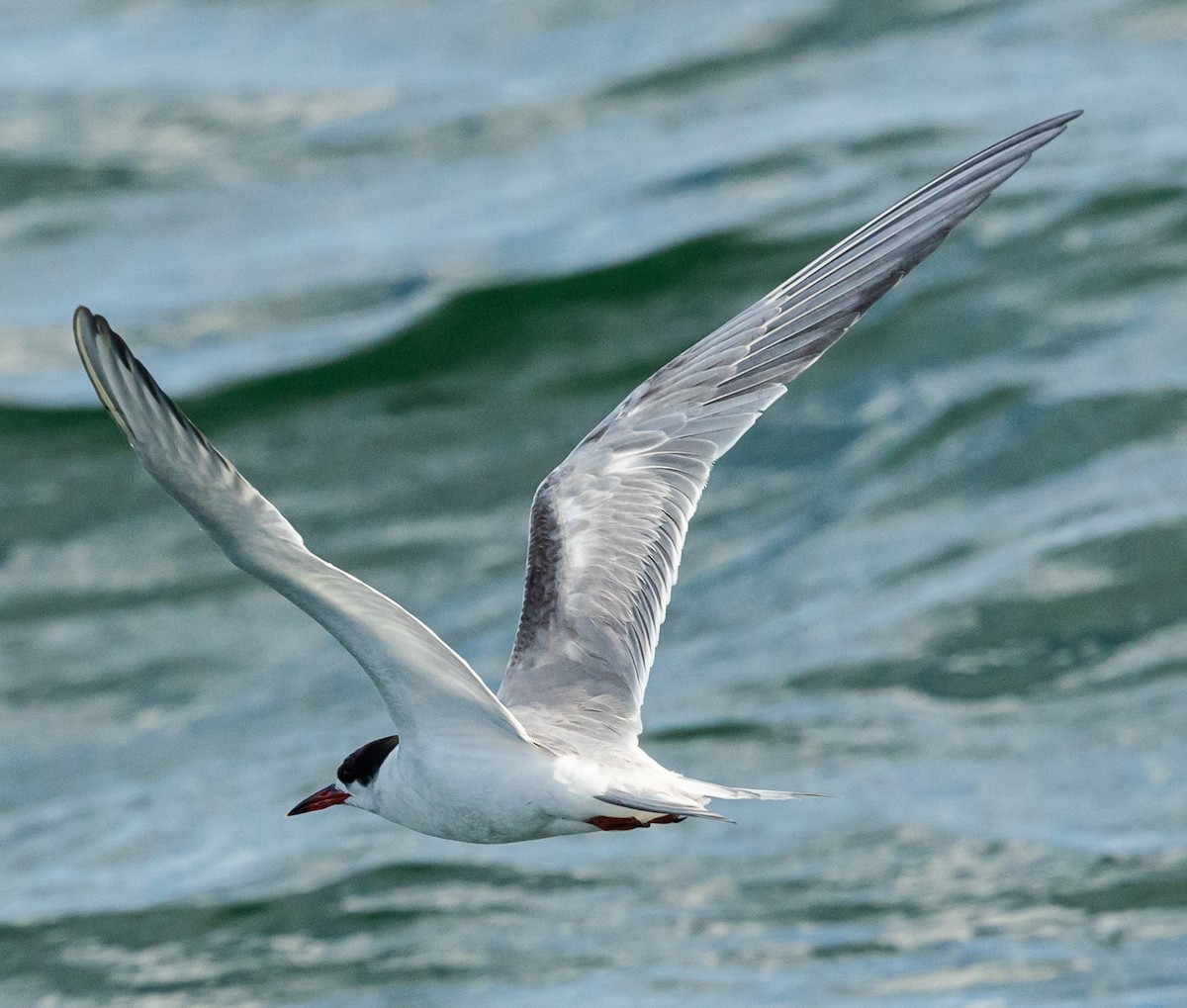 Common Tern - ML638967399