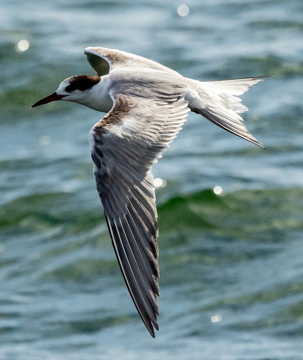 Common Tern - ML638967400