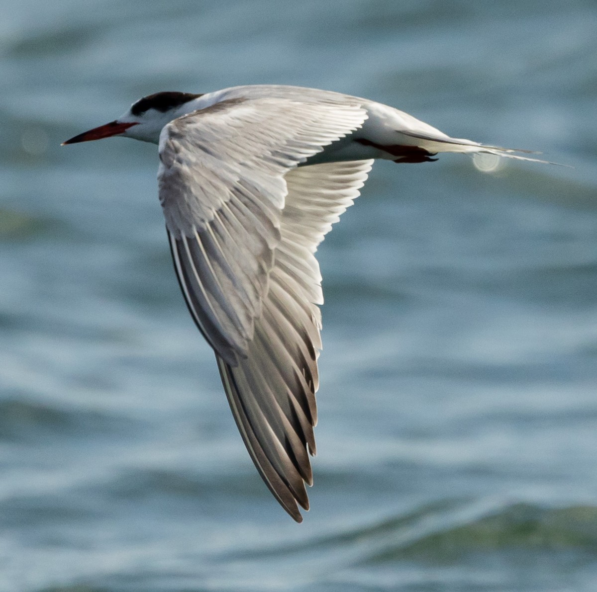 Common Tern - ML638967401