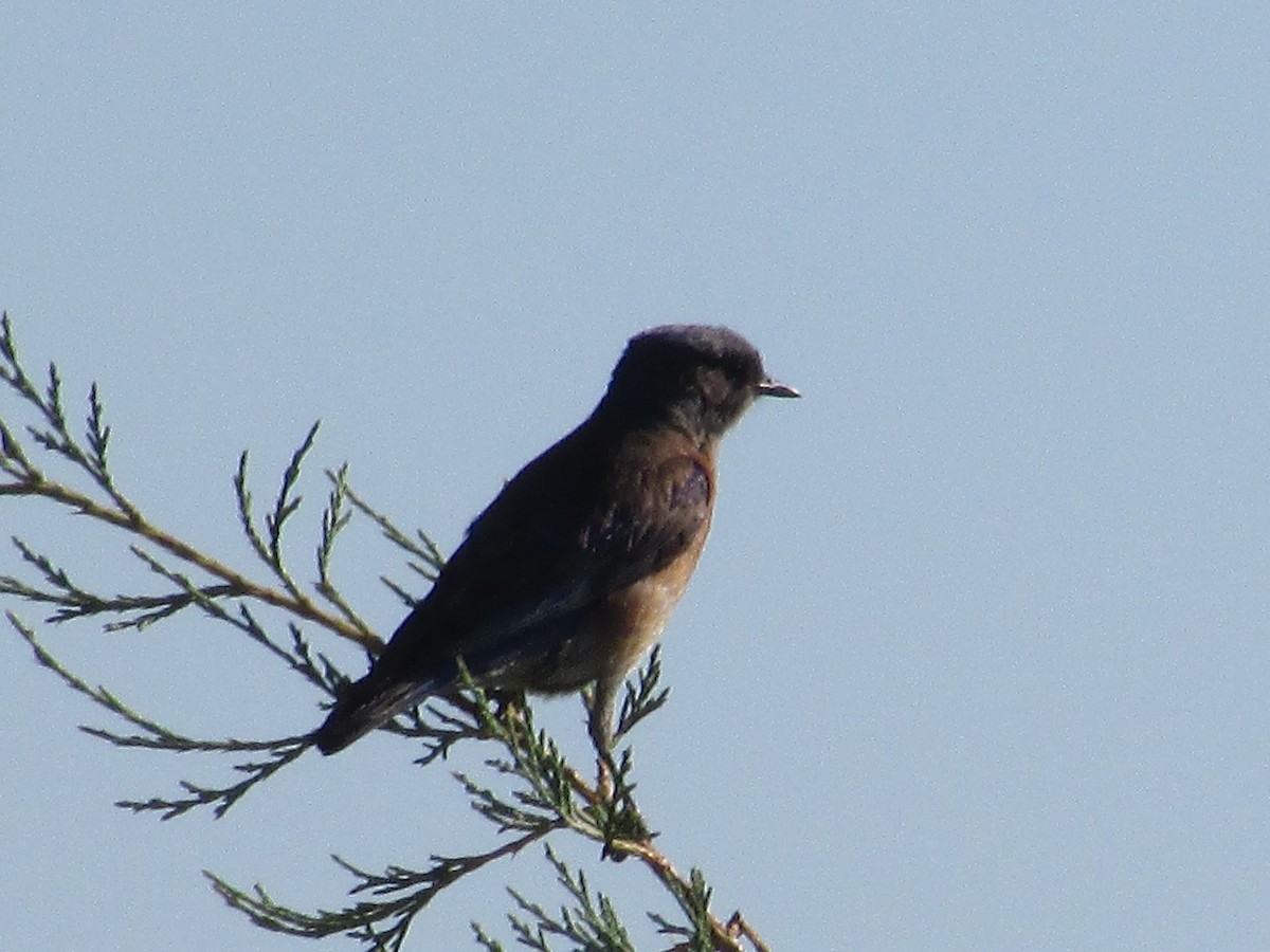 Western Bluebird - ML638967474
