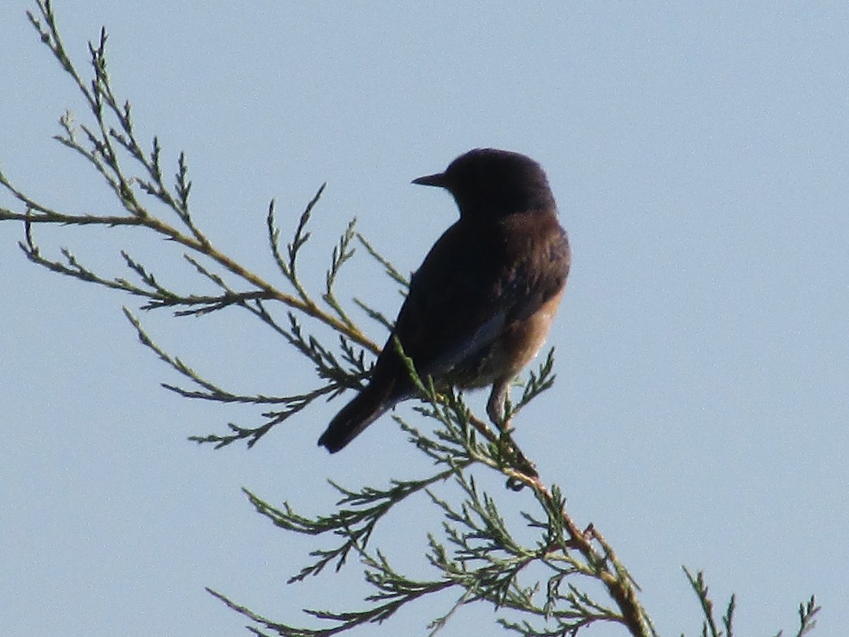 Western Bluebird - ML638967475