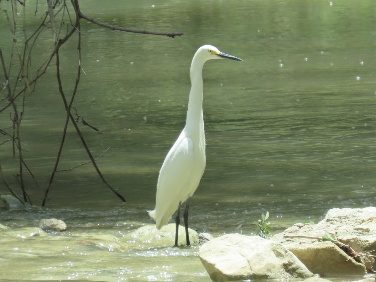 Snowy Egret - ML638967521