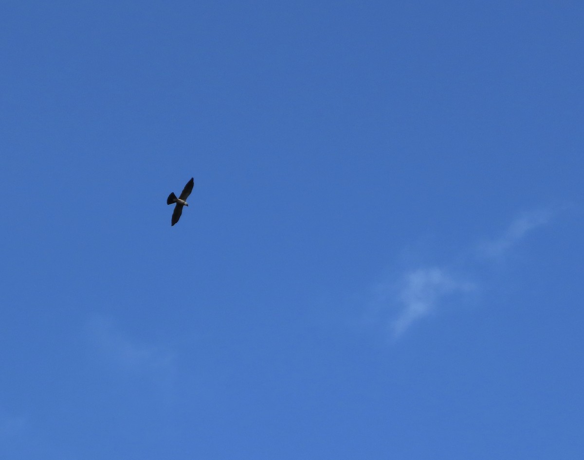 Mississippi Kite - ML638967523