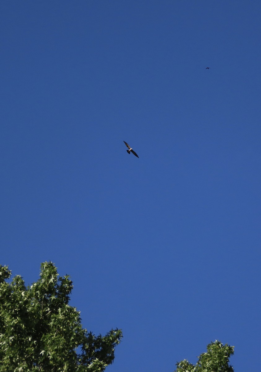 Mississippi Kite - ML638967524