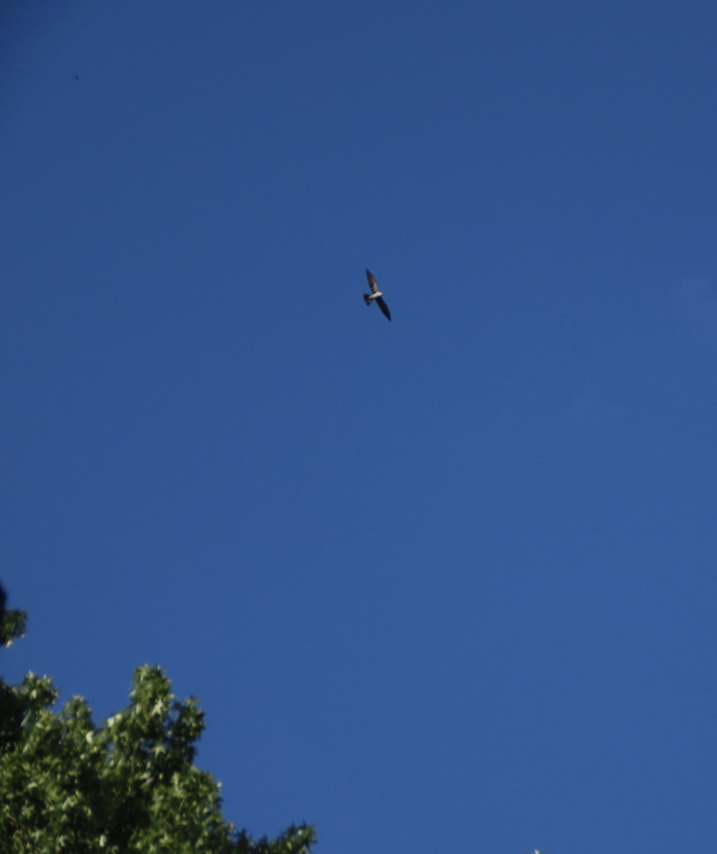 Mississippi Kite - ML638967525