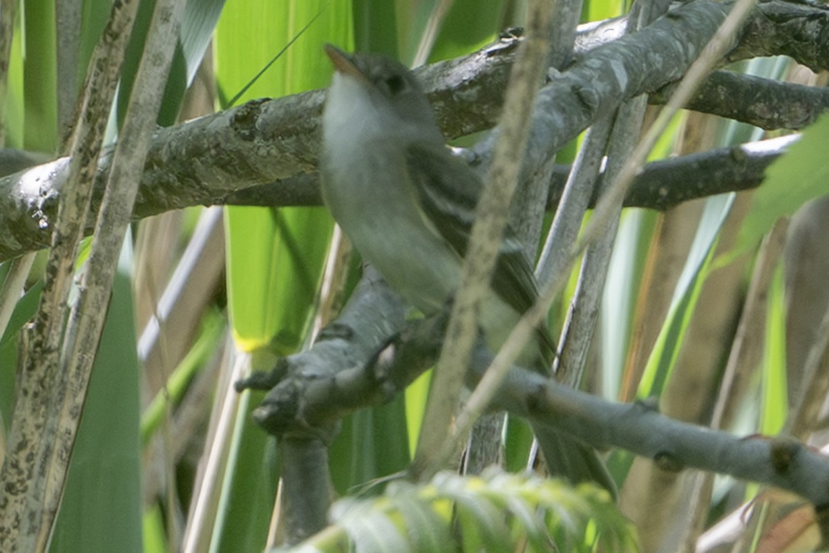 Willow Flycatcher - ML638967526