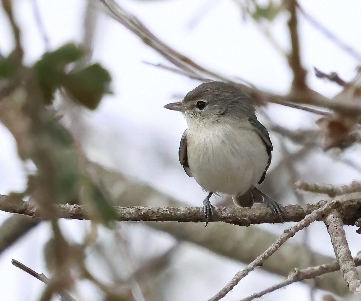 Bell's Vireo - ML638967527