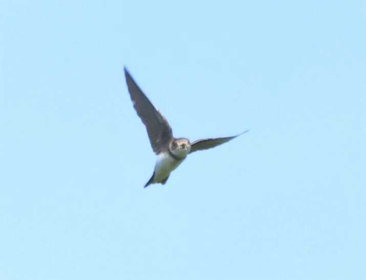 Bank Swallow - ML638967529