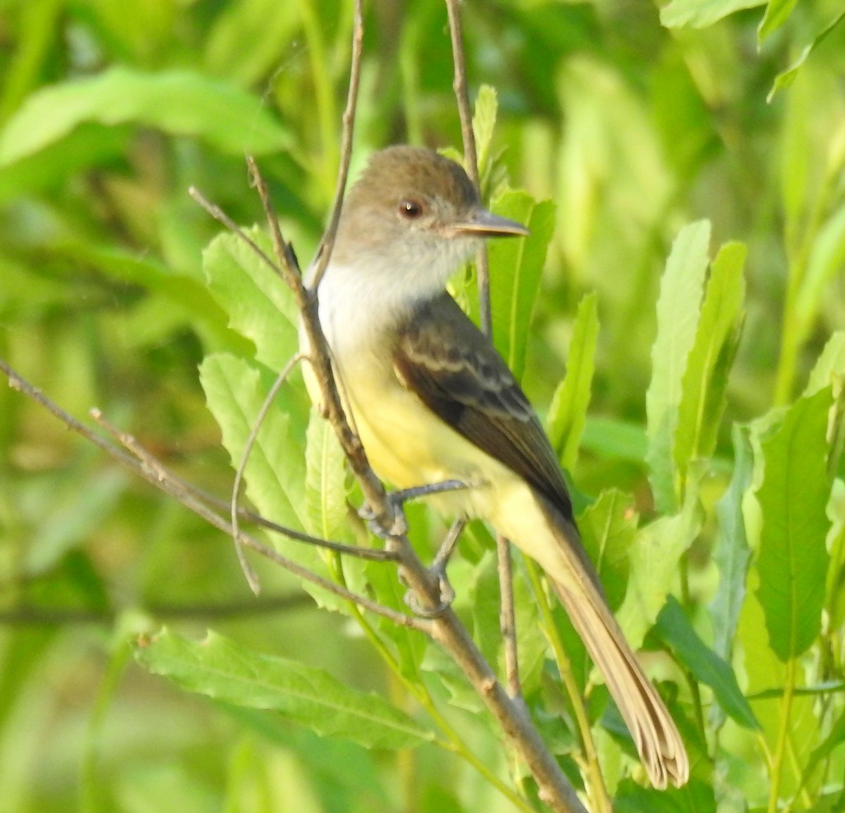 Short-crested Flycatcher - ML638967530