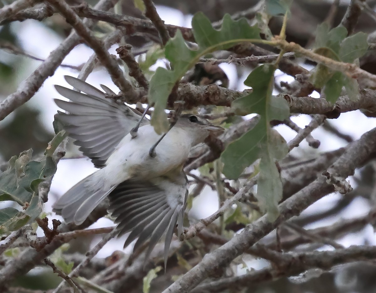 Bell's Vireo - ML638967531