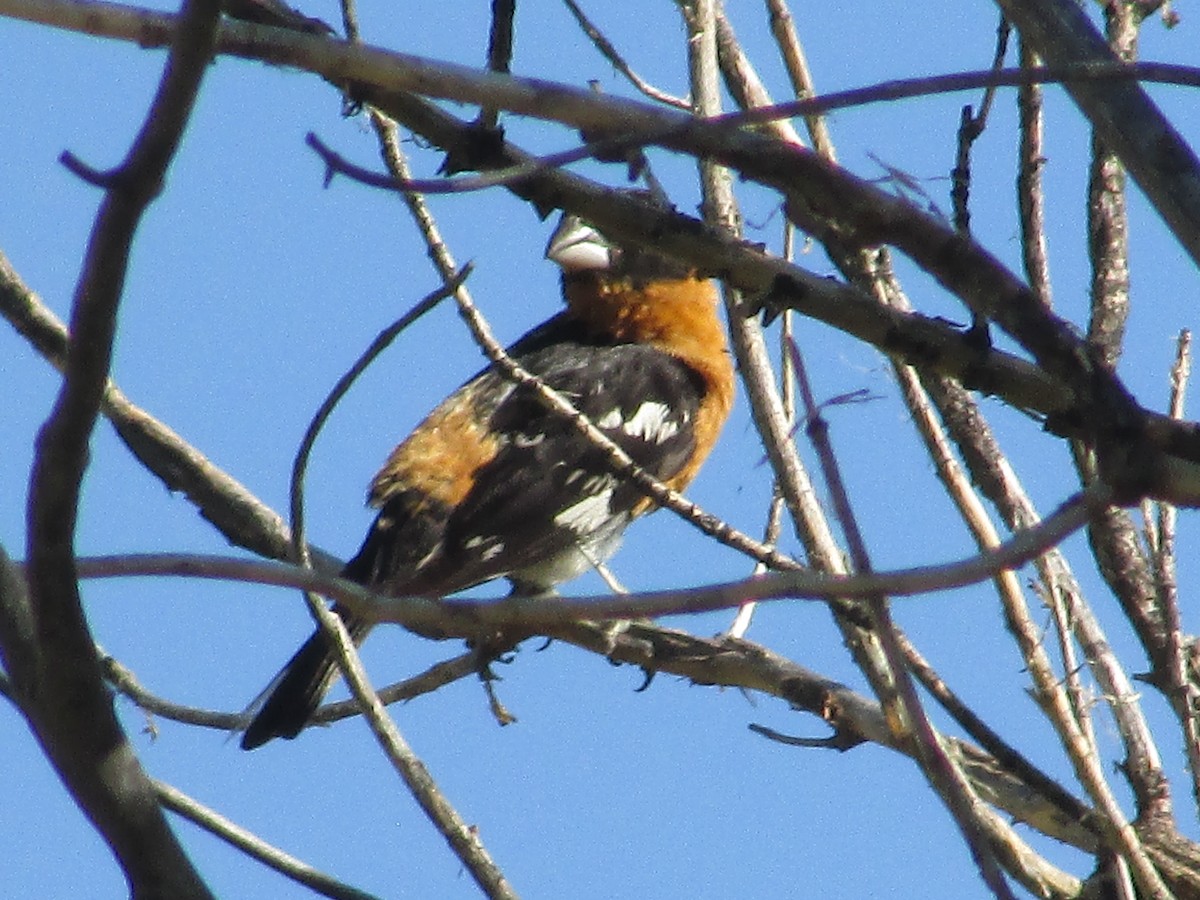 Black-headed Grosbeak - ML638967533