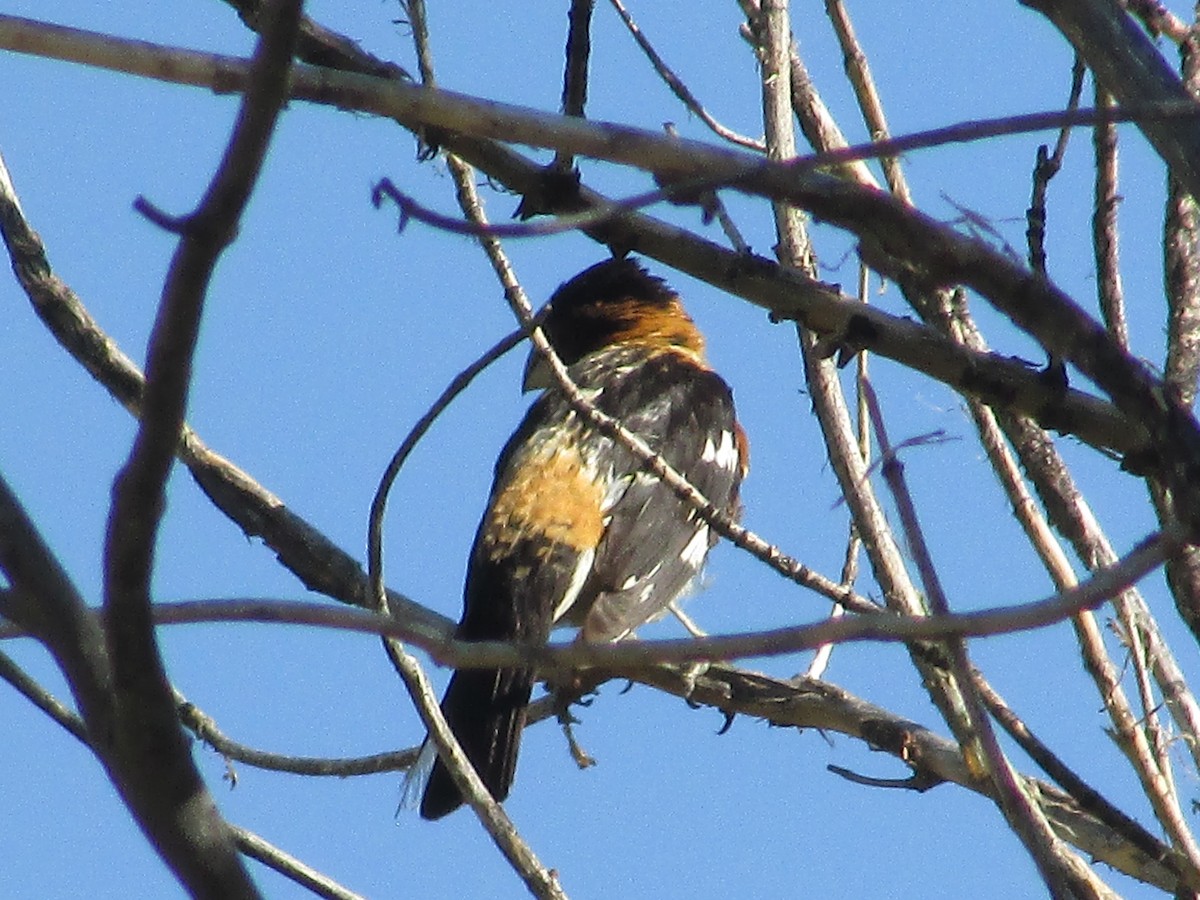 Black-headed Grosbeak - ML638967534