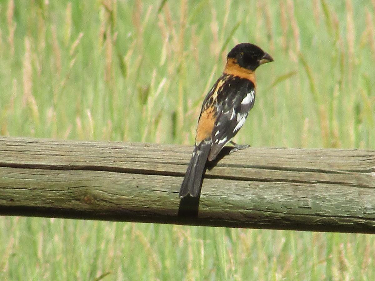 Black-headed Grosbeak - ML638967535