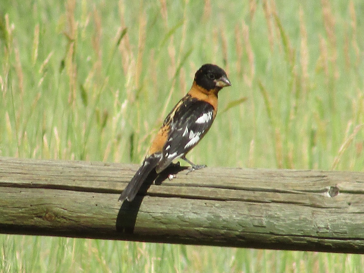 Black-headed Grosbeak - ML638967536