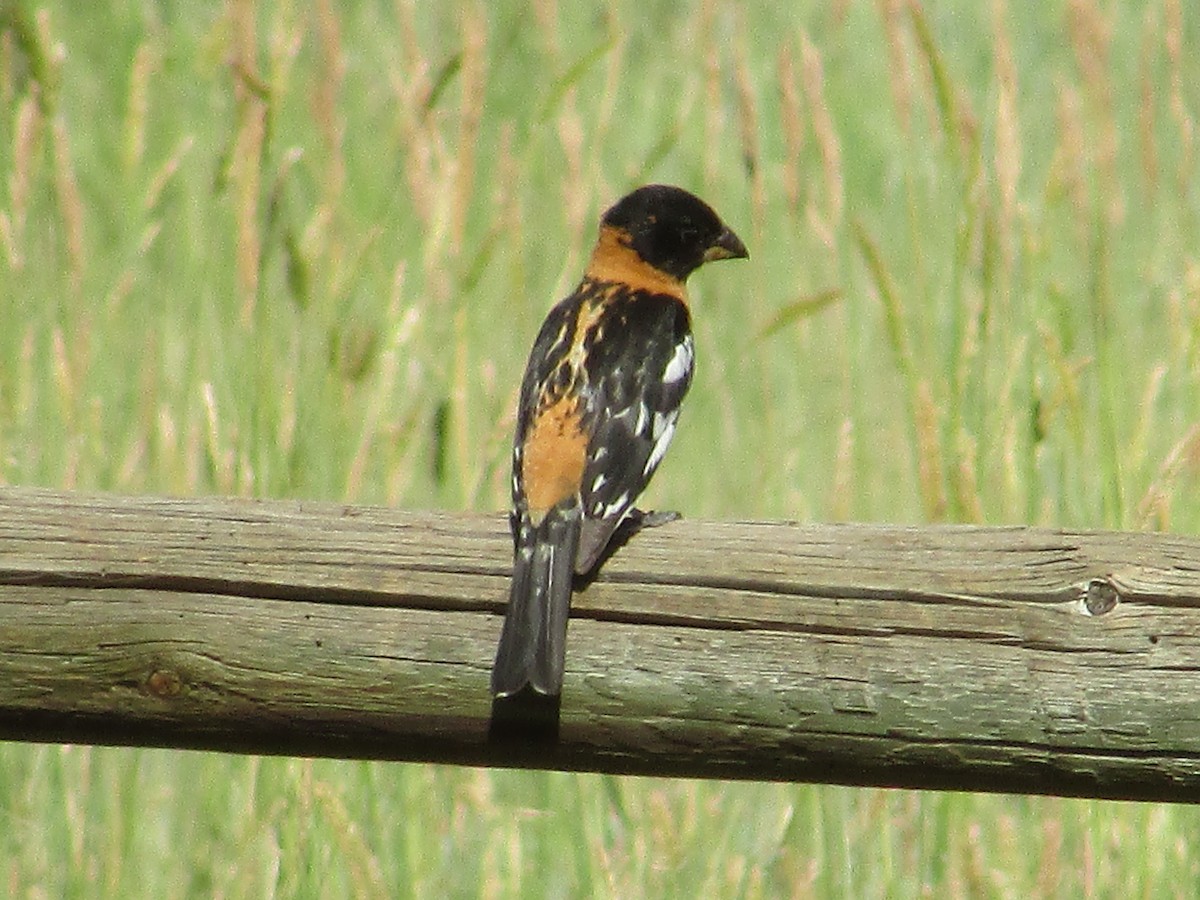 Black-headed Grosbeak - ML638967538