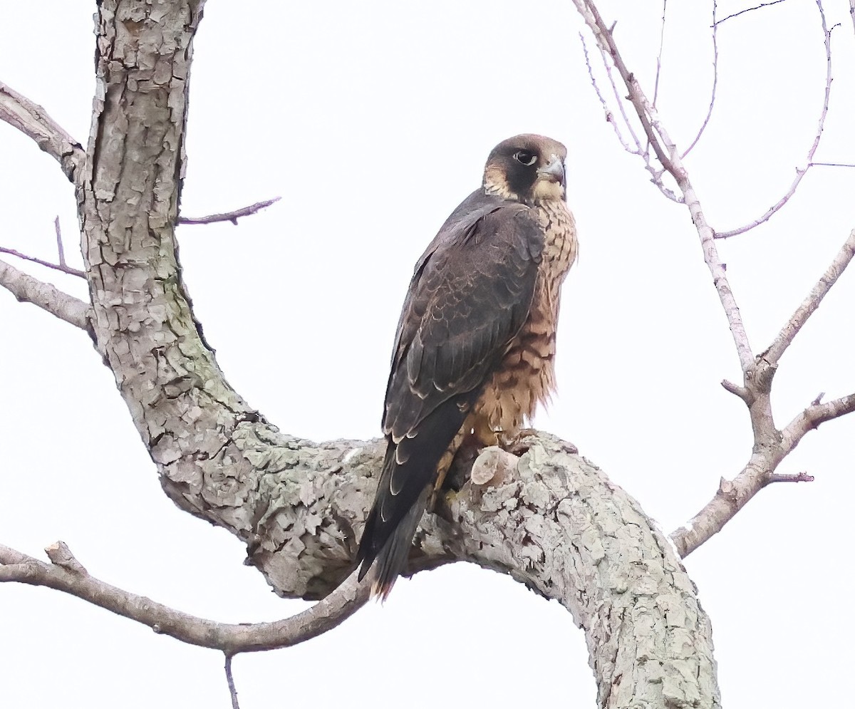 Peregrine Falcon - ML638967539