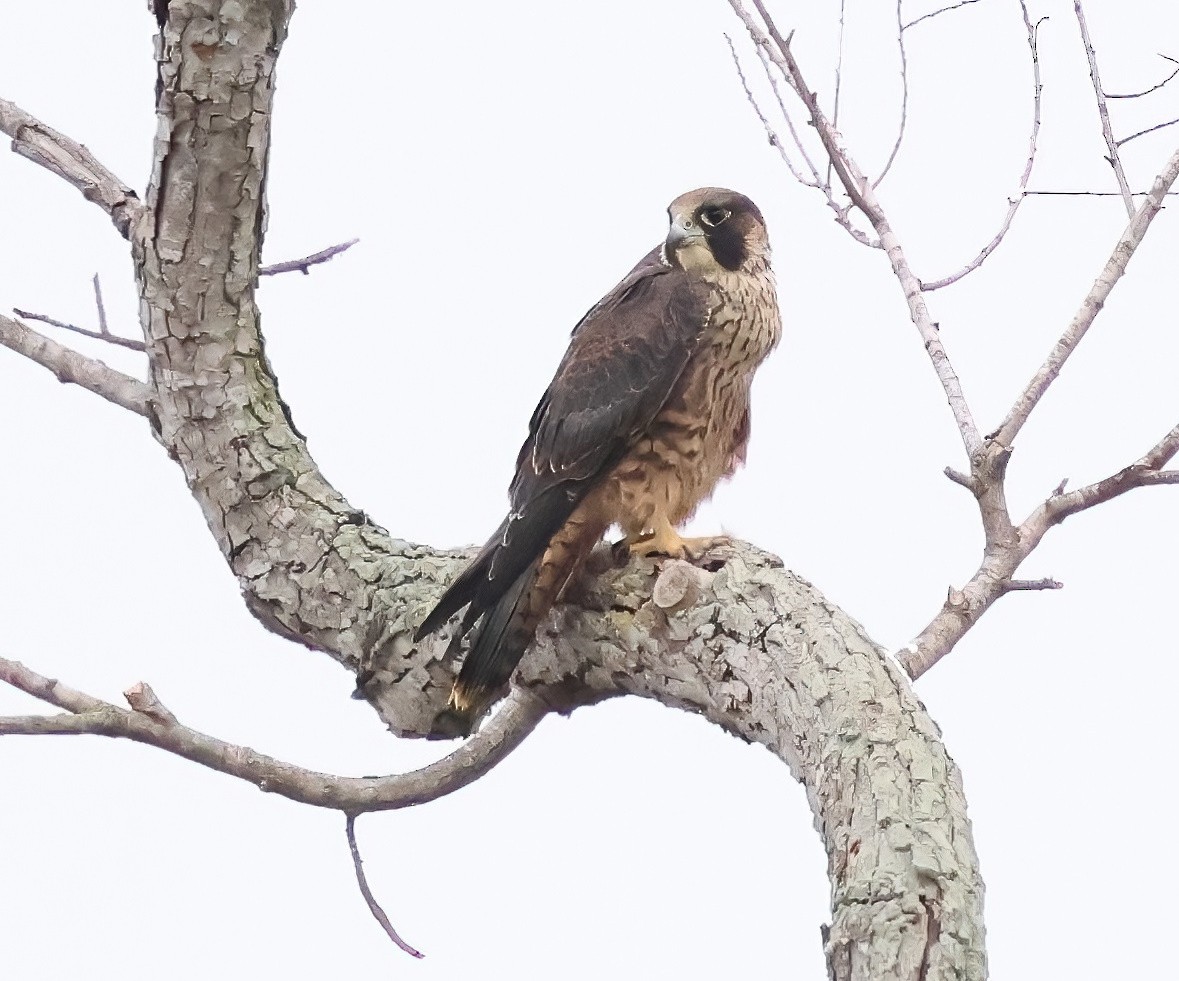 Peregrine Falcon - ML638967540