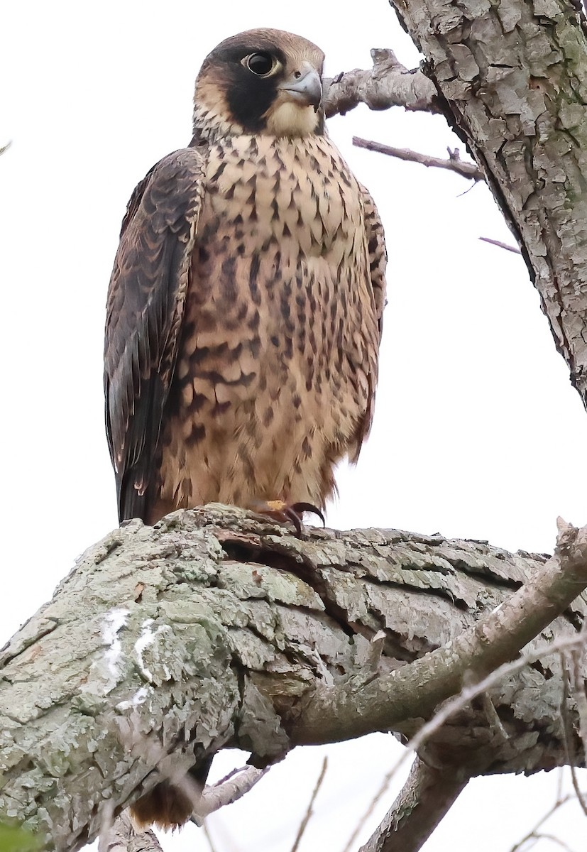 Peregrine Falcon - ML638967545