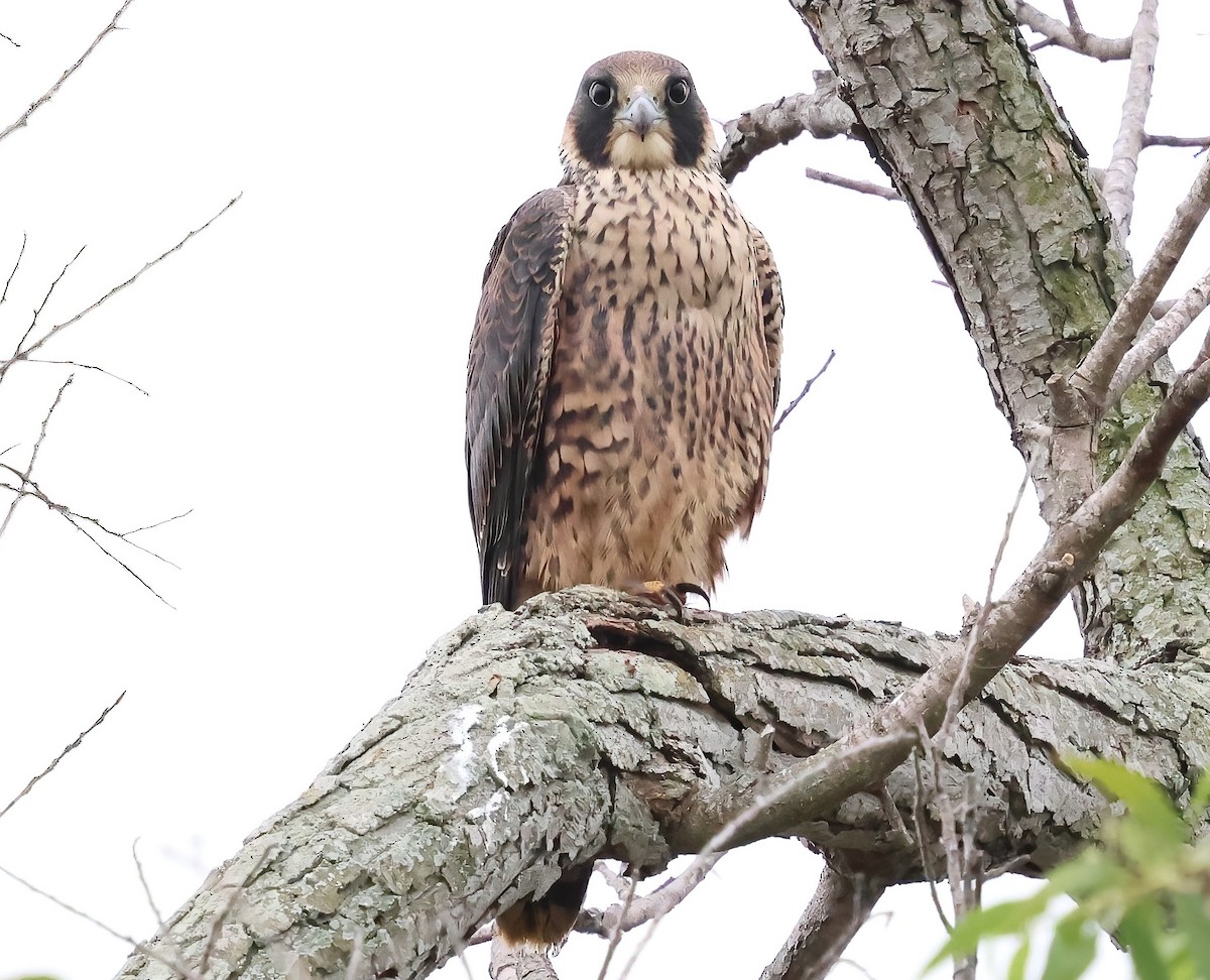 Peregrine Falcon - ML638967547