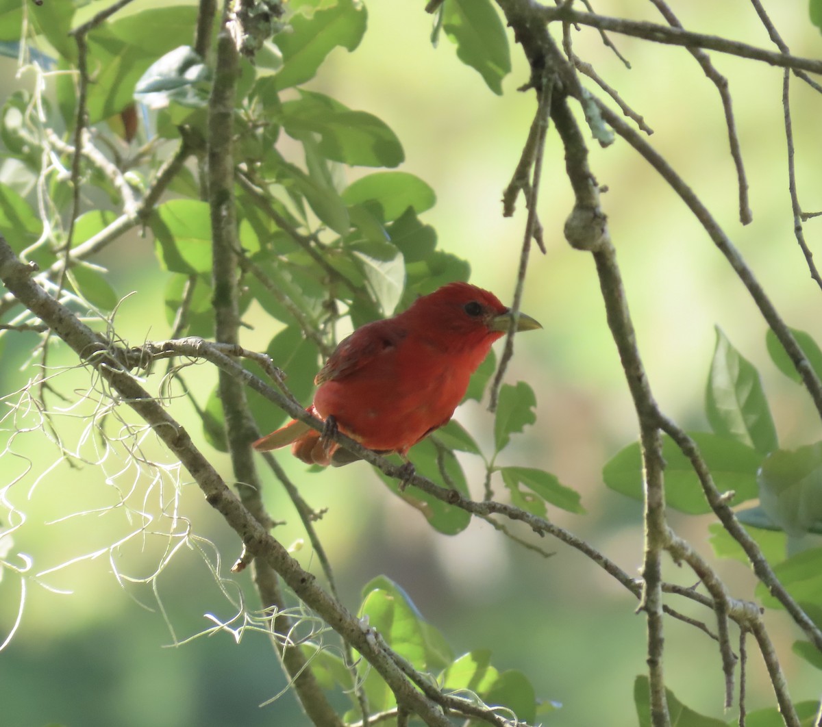 Summer Tanager - ML638967549