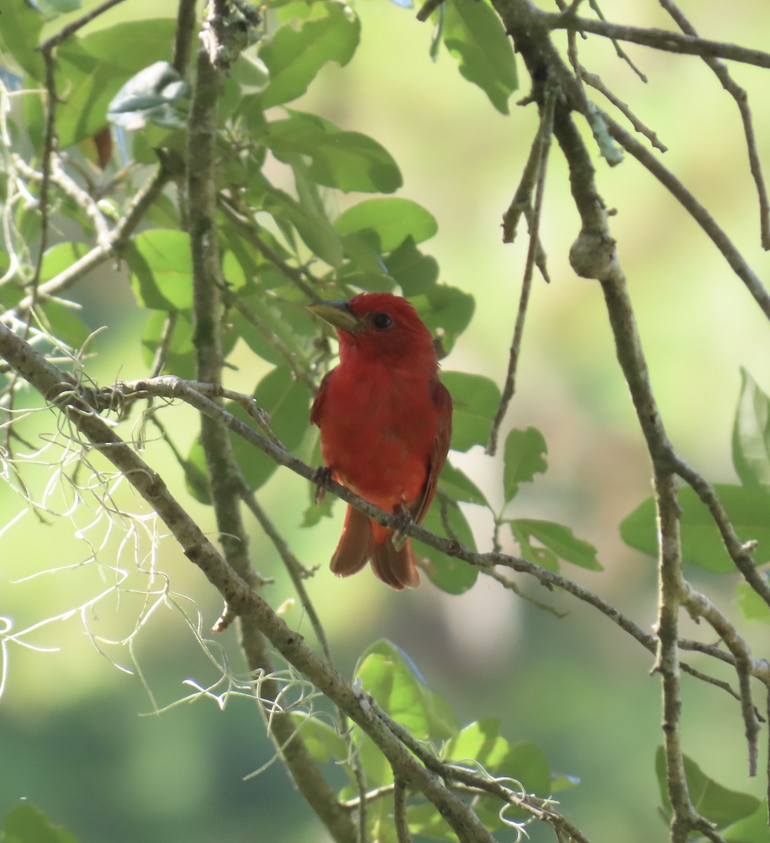 Summer Tanager - ML638967550
