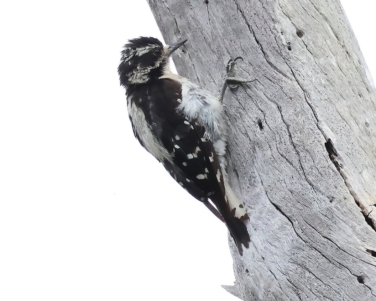 Downy Woodpecker - ML638967552