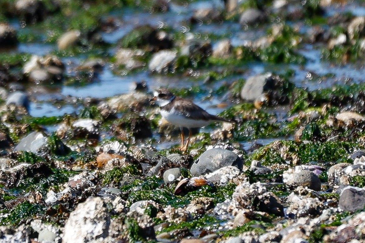 Semipalmated Plover - ML638967566