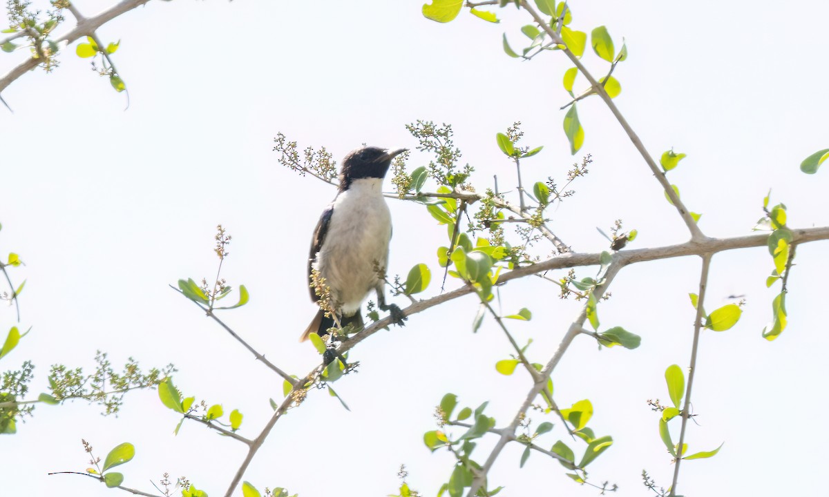 Eastern Violet-backed Sunbird - ML638967579