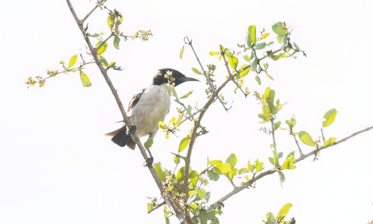 Eastern Violet-backed Sunbird - ML638967580