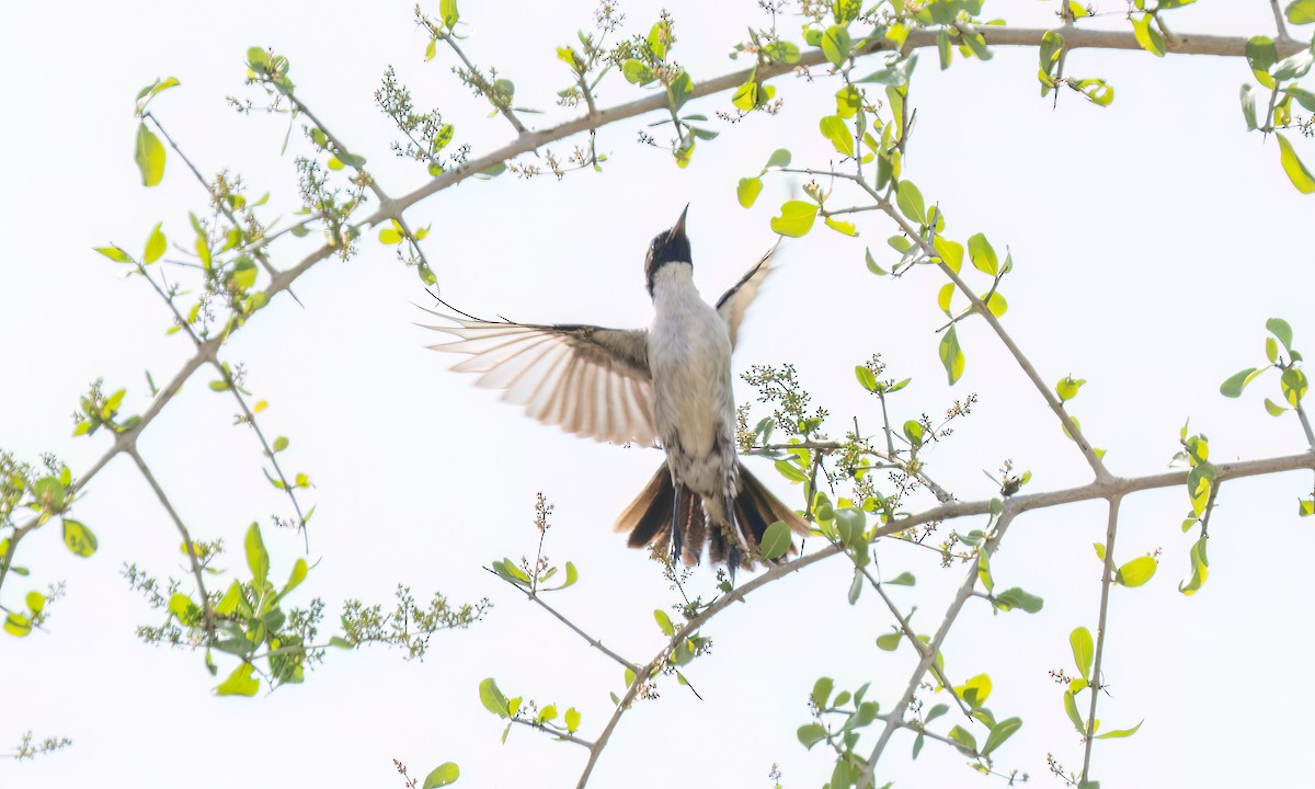 Eastern Violet-backed Sunbird - ML638967581