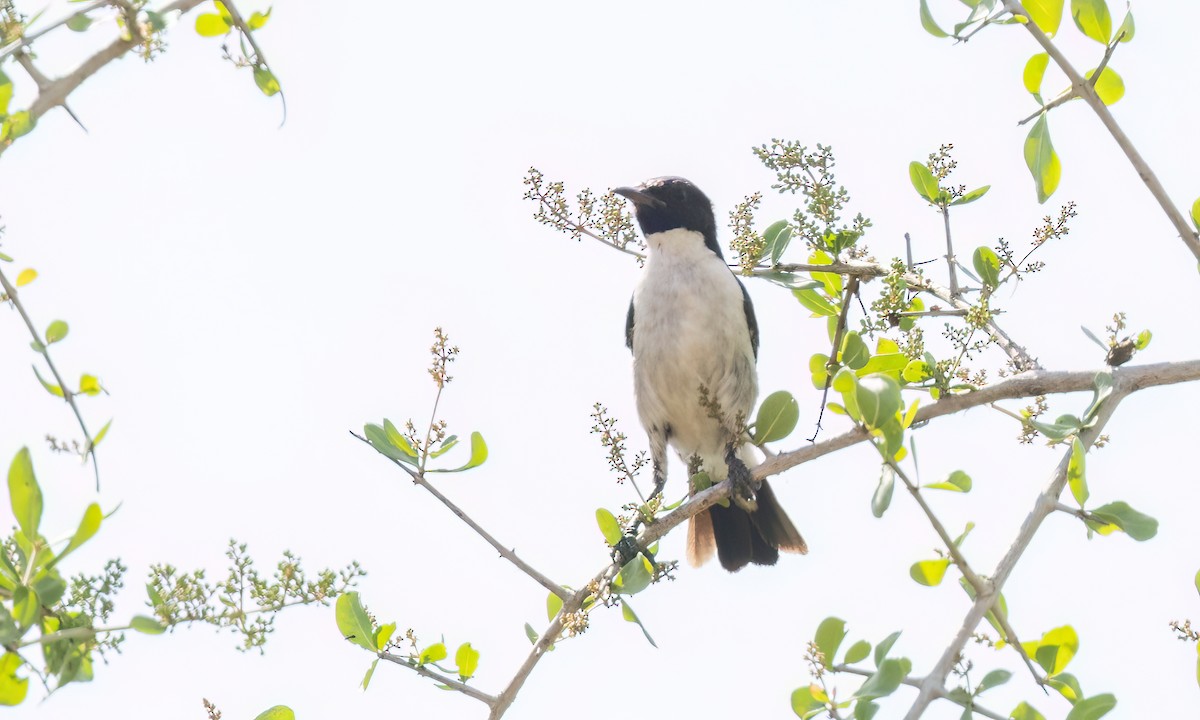Eastern Violet-backed Sunbird - ML638967582