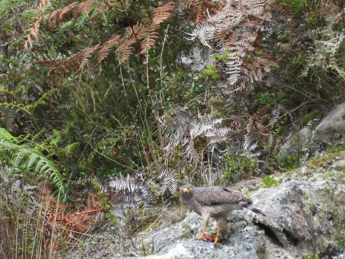 Roadside Hawk - ML638967602