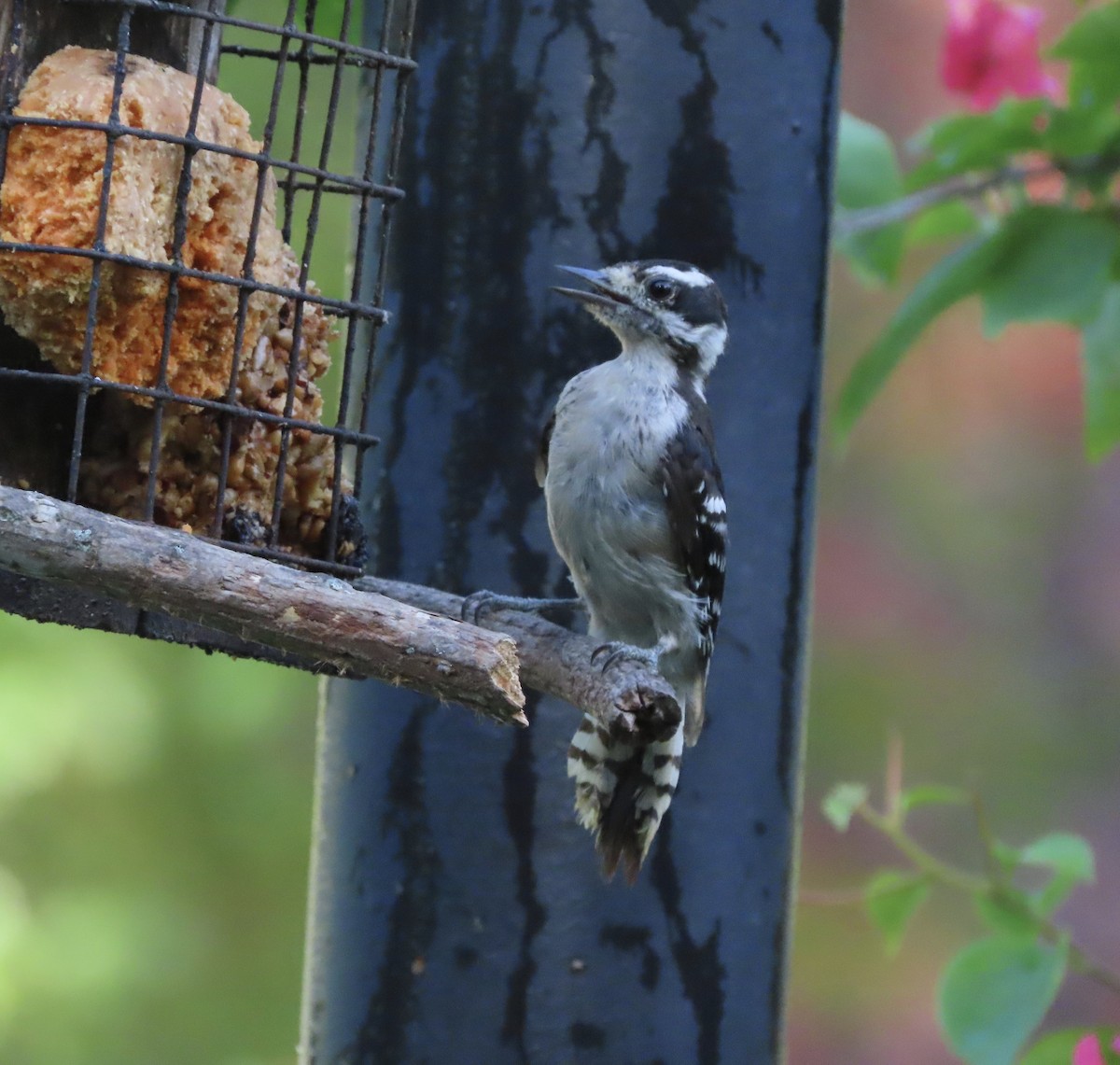 Downy Woodpecker - ML638967604